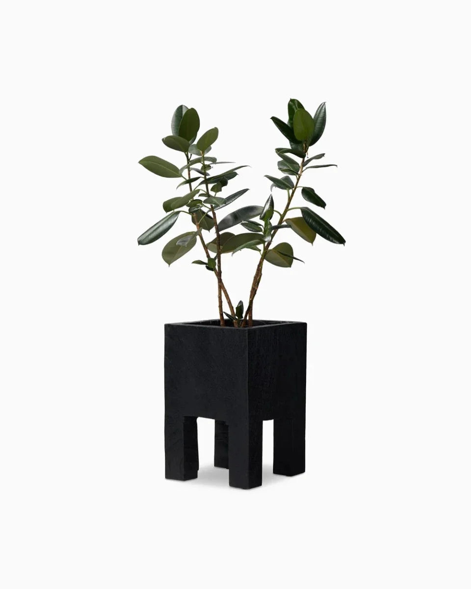 Carbonized Black / Medium