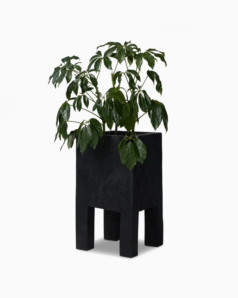 Carbonized Black / Large
